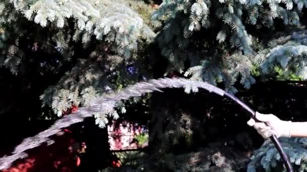 écoulement d'eau propre d'un tuyau en caoutchouc lors de l'arrosage d'une plante verte 