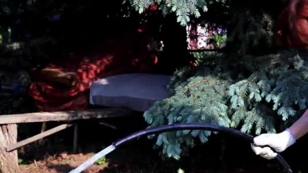 Flujo Agua Limpia Una Manguera Goma Regar Una Planta Verde — Vídeo de stock