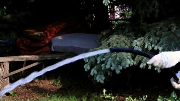 Flusso Acqua Pulita Tubo Gomma Durante Irrigazione Una Pianta Verde — Video Stock