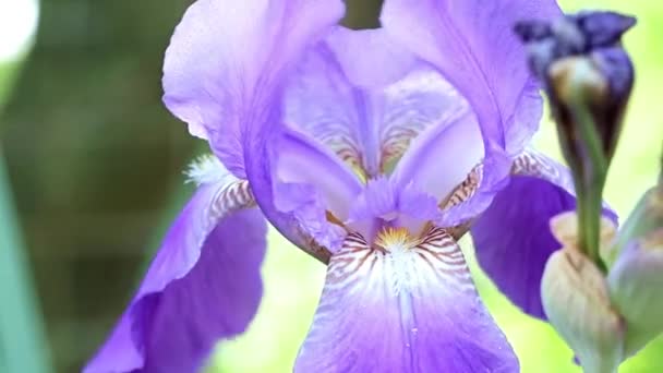 Hermoso Jardín Fresco Flores Iris Como Elemento Naturaleza — Vídeos de Stock