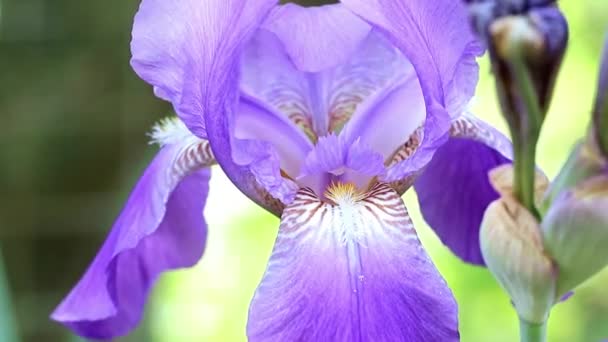 Hermoso Jardín Fresco Flores Iris Como Elemento Naturaleza — Vídeo de stock