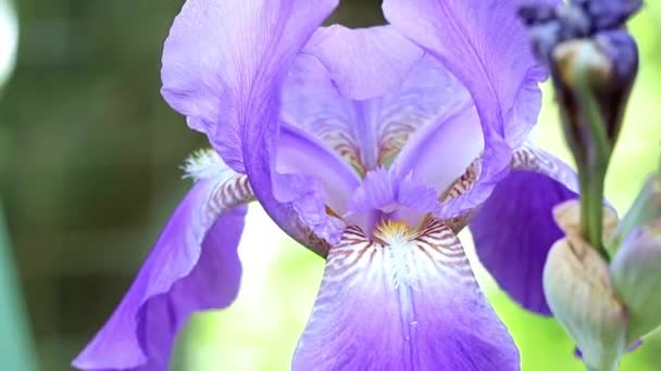 Ίρις Όμορφα Φρέσκα Λουλούδια Στον Κήπο Ένα Στοιχείο Της Φύσης — Αρχείο Βίντεο