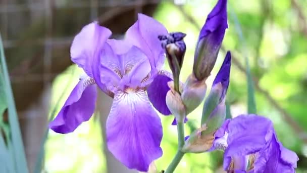 Bellissimo Giardino Fresco Fiori Iris Come Elemento Della Natura — Video Stock