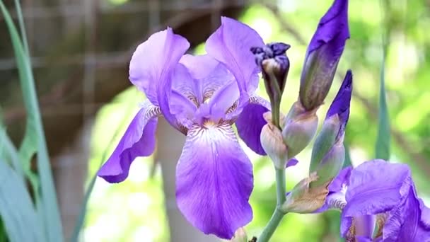 beau jardin frais fleurs iris comme un élément de la nature 