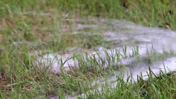 Grünes Rasengras Mit Gummischlauch Bestreuen — Stockvideo