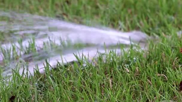 Sprinkling Green Lawn Grass Rubber Hose — Stock Video