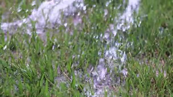 Polvilhe Grama Gramado Verde Com Uma Mangueira Borracha — Vídeo de Stock