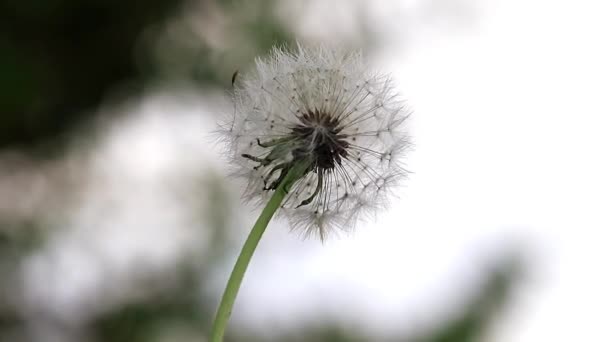 Весенний Цветок Одуванчик Дикой Природе — стоковое видео