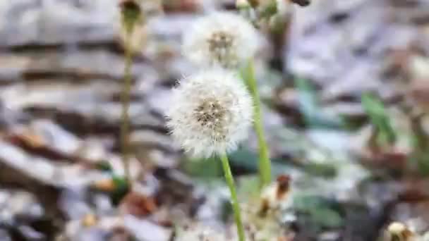 Lente Bloem Paardebloem Het Wild — Stockvideo