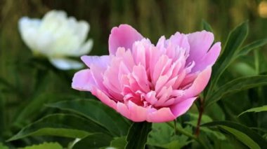 parlak taze bahar Şakayık Çiçeği bir bahçe çim