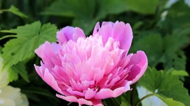 parlak taze bahar Şakayık Çiçeği bir bahçe çim