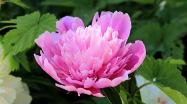 parlak taze bahar Şakayık Çiçeği bir bahçe çim