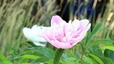 parlak taze bahar Şakayık Çiçeği bir bahçe çim