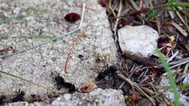 肮脏地面上的野大黑蚂蚁 — 图库视频影像