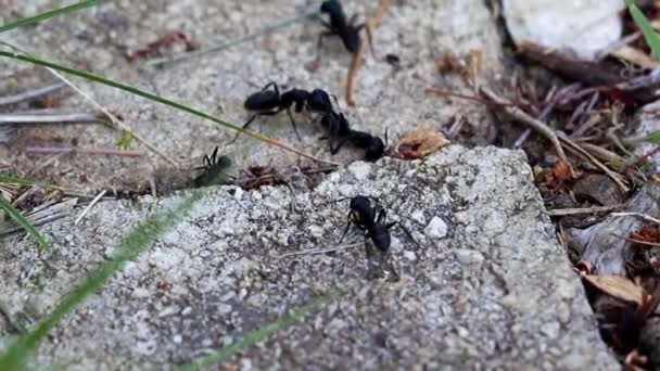 Wilde Große Schwarze Ameise Auf Schmutzigem Boden — Stockvideo