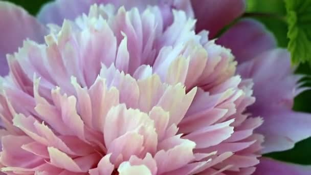 Clair Frais Printemps Pivoine Fleur Sur Une Pelouse Jardin — Video