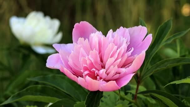 Яркий Весенний Пионский Цветок Садовом Газоне — стоковое видео