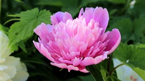 Φρέσκο Φωτεινό Παιωνία Λουλούδι Άνοιξη Στον Κήπο Γκαζόν — Αρχείο Βίντεο
