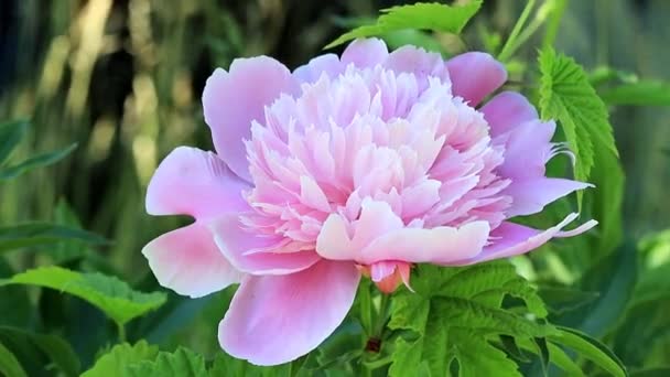 Clair Frais Printemps Pivoine Fleur Sur Une Pelouse Jardin — Video