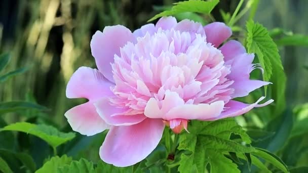Φρέσκο Φωτεινό Παιωνία Λουλούδι Άνοιξη Στον Κήπο Γκαζόν — Αρχείο Βίντεο