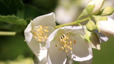 güzel taze çiçekler dallar Yasemin Bush