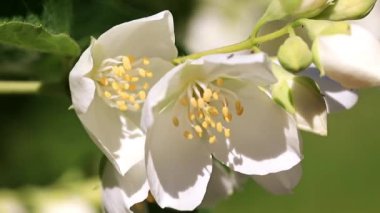 güzel taze çiçekler dallar Yasemin Bush