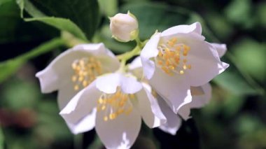 güzel taze çiçekler dallar Yasemin Bush