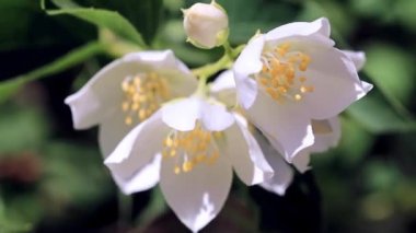 güzel taze çiçekler dallar Yasemin Bush