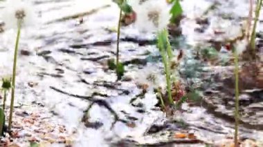 güzel orman çiçek karahindiba hızlı geçerli bir dere kıyısında