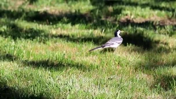 Ptak Lesie Pliszka Spacery Wzdłuż Trawa Zielony Trawnik — Wideo stockowe