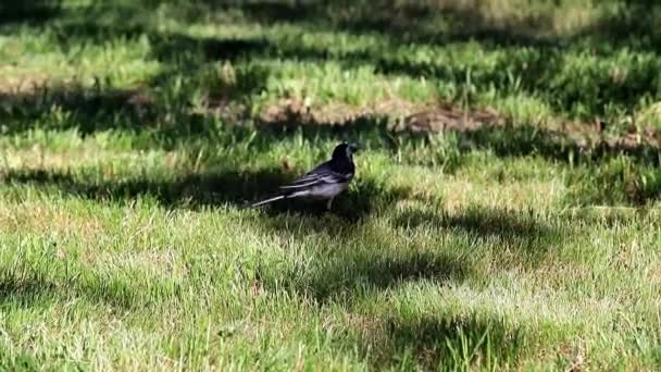 Bos Vogel Een Kwikstaart Wandelingen Langs Het Gras Van Een — Stockvideo