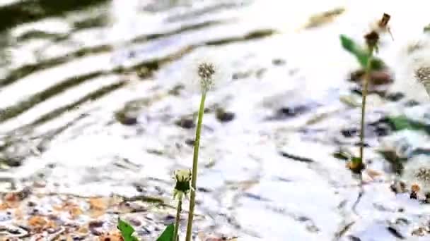 Mooie Bos Bloemen Paardebloem Aan Oever Van Een Snelle Huidige — Stockvideo