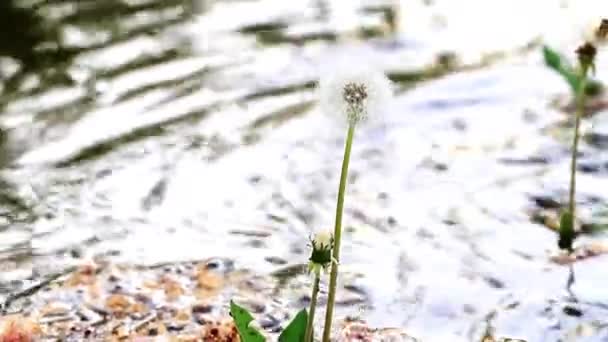 Beautiful Forest Flower Dandelion Shore Fast Current Stream — Stock Video