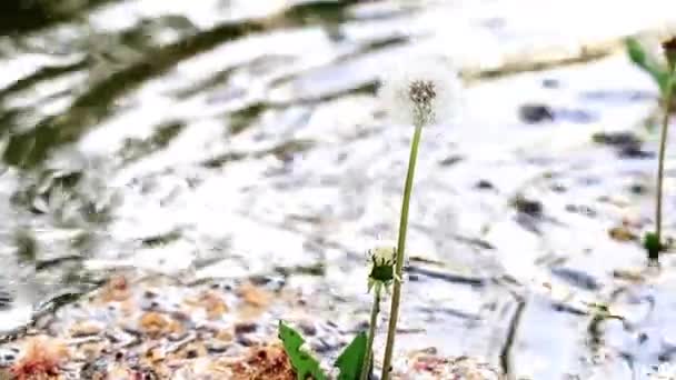 Mooie Bos Bloemen Paardebloem Aan Oever Van Een Snelle Huidige — Stockvideo