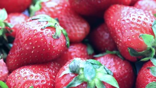 Beautiful Crop Ripe Fresh Sweet Strawberries Garden Plot — Stock Video