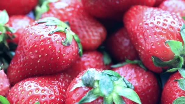 Una Hermosa Cosecha Fresas Frescas Maduras Parcela Del Jardín — Vídeos de Stock