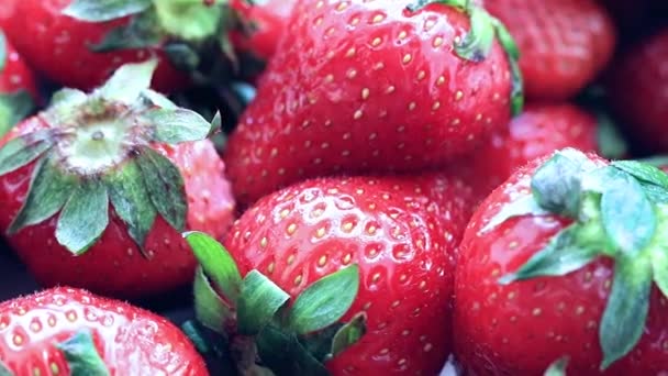 Bel Raccolto Fragole Dolci Fresche Mature Dalla Trama Del Giardino — Video Stock