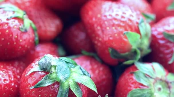 Eine Schöne Ernte Reifer Süßer Erdbeeren Vom Gartengrundstück — Stockvideo