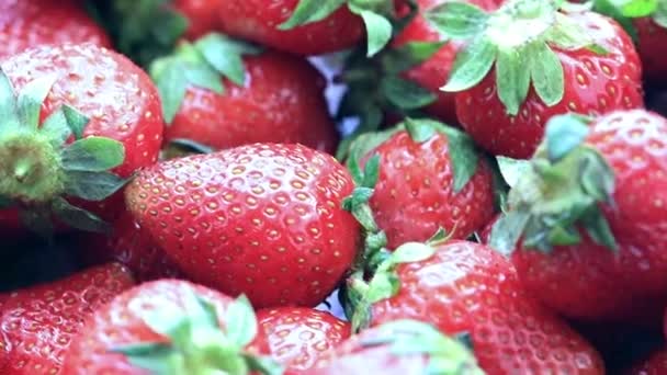 菜園から熟した新鮮な甘いイチゴの美しい作物 — ストック動画