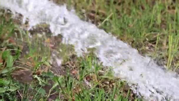 Flödet Rent Vatten Längs Det Gröna Gräsmatta Gräset — Stockvideo