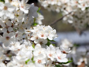 güzel bahar çiçekleri kiraz ağacı dalları üzerinde 