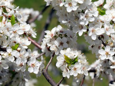 güzel bahar çiçekleri kiraz ağacı dalları üzerinde 