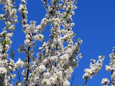 güzel bahar çiçekleri kiraz ağacı dalları üzerinde 