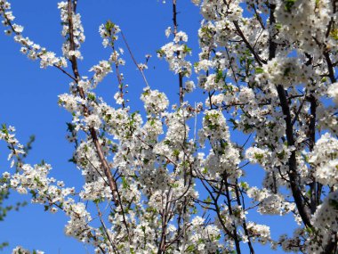 güzel bahar çiçekleri kiraz ağacı dalları üzerinde 