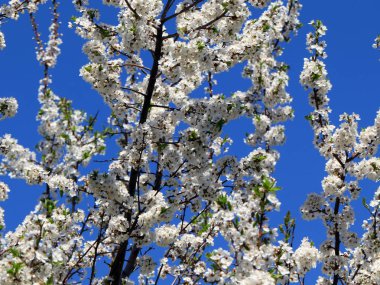güzel bahar çiçekleri kiraz ağacı dalları üzerinde 