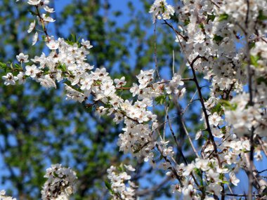 güzel bahar çiçekleri kiraz ağacı dalları üzerinde 