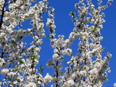güzel bahar çiçekleri kiraz ağacı dalları üzerinde 