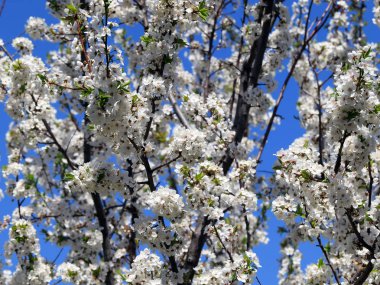 güzel bahar çiçekleri kiraz ağacı dalları üzerinde 