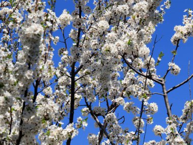 güzel bahar çiçekleri kiraz ağacı dalları üzerinde 