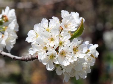 güzel bahar çiçekleri kiraz ağacı dalları üzerinde 